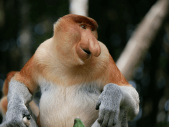 proboscis_monkey.png